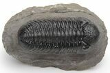 Detailed Morocops Trilobite - Very Large For Species #230484-2